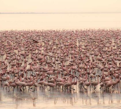 andBeyond-Lake-Manyara-Tree-Lodge--Flamingos-Tanzania