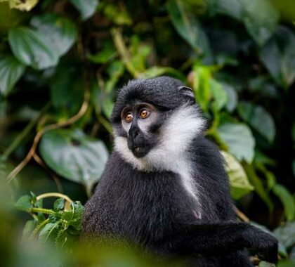 Black-and-white-colobus-monkey-Sanctuary-Gorilla-Forest-Camp