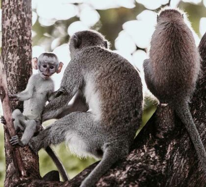 Primates-in-close-proximity-to-Arusha-Coffee-Lodge
