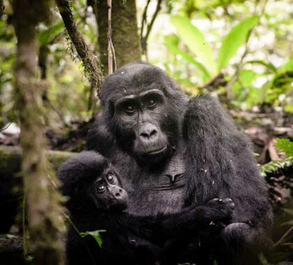 Sanctuary-Gorilla-Forest-Camp-gorilla-sighting
