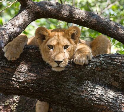 Tree-climbing-lions-safari-game-drive-andBeyond-Lake-Manyara-Tree-Lodge-Tanzania